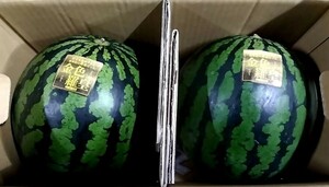 熊本県産金色羅皇2玉入【秀品】1玉約4～5kg