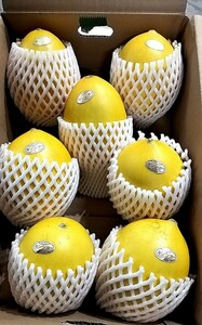  Kumamoto prefecture production gold shou melon 7 sphere go in [ preeminence goods ] former times missed element .. melon 