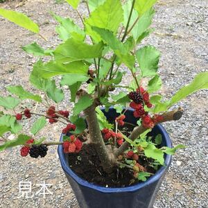 大人気★桑の木★マルベリー★抜き苗特大★食用★お茶