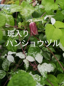 山野草　クレマチス　斑入り　ハンショウヅル　１p