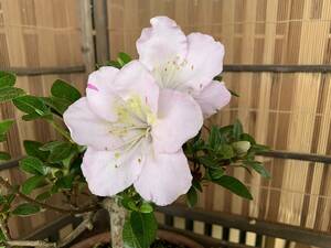  бонсай satsuki shohin bonsai один сырой. весна satsuki цветочный принт 100 цветок ссылка 