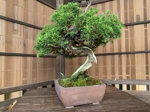  нить рыба река подлинный Kashiwa shohin bonsai старый . лист . выдающийся! экспонирование .!