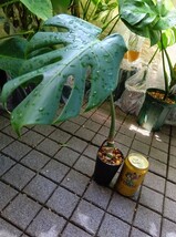 モンステラ デリシオーサ Monstera Deliciosa 詳細品種不明 穴空き激しい 節間ムチムチ_画像2