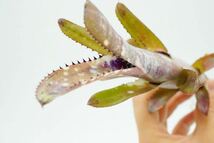 Billbergia 'Fortuna' Don Beadle hyb ビルベルギア　ブロメリア_画像8