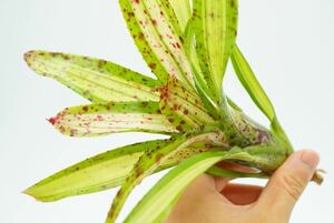 Neoregelia 'Chrissy' ex.H.Prinsler (variegated sport of Neo.'Cheers')ネオレゲリア ブロメリア