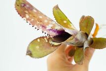 Billbergia 'Fortuna' Don Beadle hyb ビルベルギア　ブロメリア_画像7