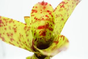 Neoregelia 'Cheers' ネオレゲリア ブロメリア