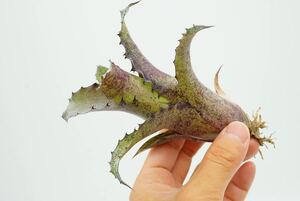 Hohenbergia leopoldo-horstii Hawaii form × leopoldo-horsti Special Spine ホヘンベルギア　ブロメリア 
