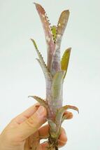 Billbergia 'Fortuna' Don Beadle hyb ビルベルギア　ブロメリア_画像4