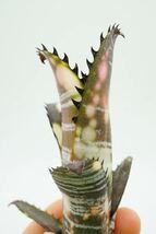 Billbergia vittata 'Domingos Martins' ビルベルギア ブロメリア_画像7