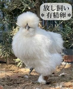 東京烏骨鶏 烏骨鶏 ４個 有精卵 放し飼い 送料無料