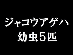 bz97●【即決】 ジャコウアゲハ　幼虫５匹　昆虫 セット イモムシ　愛知県産　注意）ウマノスズクサが必要です