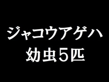 ca02●【即決】 ジャコウアゲハ　幼虫５匹　昆虫 セット イモムシ　愛知県産　注意）ウマノスズクサが必要です_画像1