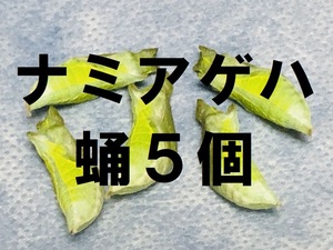 ca04●【即決】　数量２で出品中　ナミアゲハ　蛹５個　アゲハチョウ　昆虫　セット　サナギ　蝶　自由研究