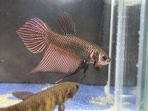 WILD 023 ベタちゃんペア【動画みてね^^】WILD BETTA Northeast copperワイルドノースイースト （ペア）【安心輸送♪】【死着完全補償】