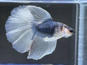 B952 betta Chan *[ animation seeing .^^]NEW! super beautiful beauty! marine blue butterfly half moon [ safety transportation!][ Thai direct import ][. put on complete compensation ]