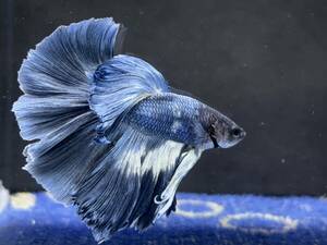C034 betta Chan *[ animation seeing .^^]NEW! super beautiful beauty! marine blue Gris  cell half moon [ safety transportation!][ Thai direct import ][. put on complete compensation ]