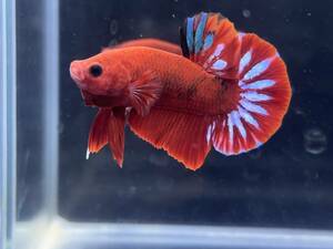 C052 betta Chan *[ animation seeing .^^]NEW! super beautiful beauty! blue star red hell Boy pra cut [ safety transportation!][ Thai direct import ][. put on complete compensation ]