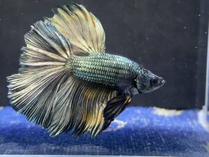 C059 betta Chan *[ animation seeing .^^]NEW! super beautiful beauty! green yellow copper half moon [ safety transportation!][ Thai direct import ][. put on complete compensation ]