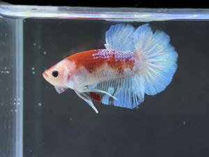 C063 betta Chan *[ animation seeing .^^]NEW! super beautiful beauty! red candy pra cut b roof .n[ safety transportation!][ Thai direct import ][. put on complete compensation ]