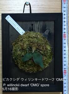 ビカクシダ　P. willnckii dwarf 'OMG' ⑦ 胞子培養　焼板づけ　額付　インテリア　