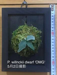 ビカクシダ　P. willnckii dwarf 'OMG' ③ 胞子培養　焼板づけ　額付　インテリア　