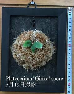 ビカクシダ Platycerium’ Ginka’ spore 板づけ　額つき　インテリア