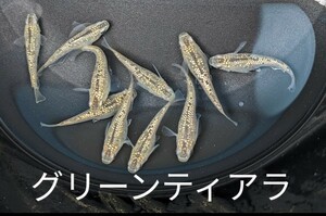 メダカ「グリーンティアラ」の卵３０個