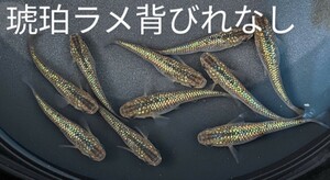 メダカ「琥珀ラメ背びれなし(こはくラメせびれなし)」の卵３５個