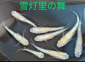 メダカ「雪灯里の舞」の卵１５個