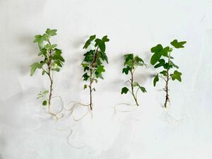 アイビー　へデラヘリックス【ダックフット】 根付き苗　4本 観葉植物　寄せ植え 水耕栽培