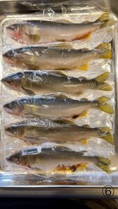 * new thing * large inside mountain river natural sweetfish 6 pcs 14cm~16cm approximately 231g sweetfish sweetfish fish vacuum freezing ⑥