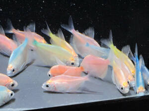  free shipping * color black Tetra approximately 4cm rom and rear (before and after) 10 pcs set 