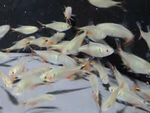  free shipping *benos I less Tetra approximately 3cm 20 pcs set 