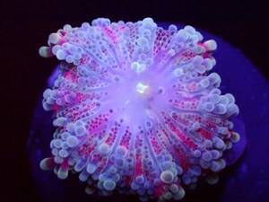 【美ら海】★激美★　バブルディスク　クリスタルマルチカラー　『Ricordea Yuma Mushroom Coral』　【coral】【サンゴ】【coral】