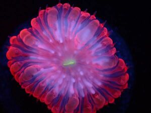 【美ら海】☆B　GRADE☆　オオタバサンゴ『Blastomussa wellsi』　【coral】【サンゴ】【coral】
