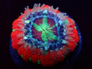 【美ら海】カクオオトゲキクメイシ　スターマウス　『Star Mouse Micromussa Lord』　【coral】【サンゴ】【coral】