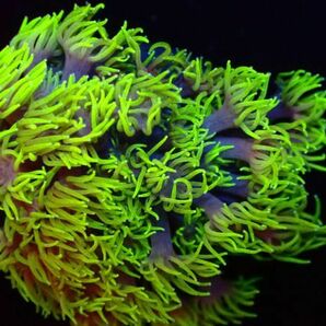 【美ら海】ハナガササンゴ 『Yellow Green Goniopora lobata』 【coral】【サンゴ】【coral】の画像1