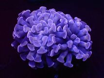【美ら海】★激美生体★　ナガレハナサンゴ　ダークパープル　『Dark Purple Hummer』　【coral】【サンゴ】【coral】_画像3