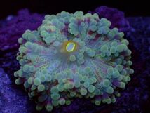 【美ら海】★蛍光発色★　バブルディスク　マルチカラー　『Ricordea Yuma Mushroom Coral』　【coral】【サンゴ】【coral】_画像3