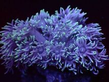 【美ら海】★発色★　ハナガサ　ブルーイエロー　『Goniopora 』　【coral】【サンゴ】【coral】_画像3