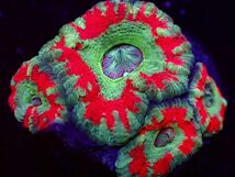 【美ら海】★激発色★　カクオオトゲキクメイシ　『Acanthastrea lord』　【coral】【サンゴ】【coral】_画像3