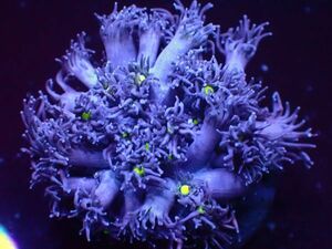【美ら海】★激美★　ハナガササンゴ　『Black Goniopora lobata 』　【coral】【サンゴ】【coral】