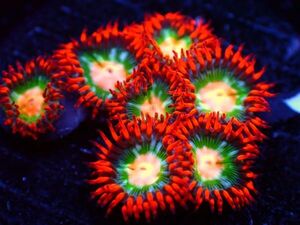 【美ら海】★新入荷激美NAMED★　ガトレードゾア　『Gatorade Zoanthids』　【coral】【サンゴ】【coral】