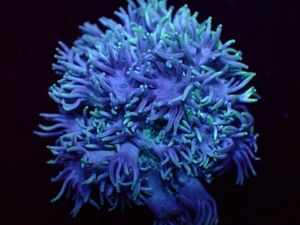 【美ら海】★激美★　ハナガササンゴ　ブルー　『Goniopora 』　【coral】【サンゴ】【coral】