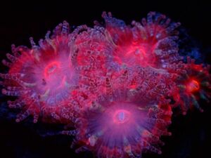 【美ら海】カクオオトゲキクメイシ　ピンク　『Micromussa Lord　Pink』　【coral】【サンゴ】【アクアリウム】