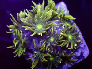【美ら海】★新入荷爆咲★　ハナガササンゴ　『Goniopora Yellow Green』　【coral】【サンゴ】【coral】