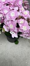 お買い得！紫陽花鉢　筑紫の風ピンク？　5寸　福岡の紫陽花_画像5