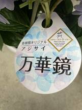 ラスト1鉢！希少　紫陽花　万華鏡　5寸　島根県オリジナル　送料込みです。_画像3