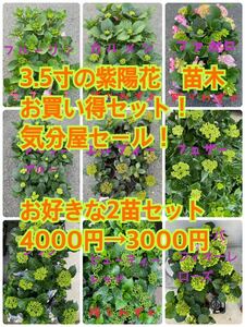 紫陽花　苗木　3.5寸　お買い得セット！在庫は先着順。お好きな2苗お選び下さい。